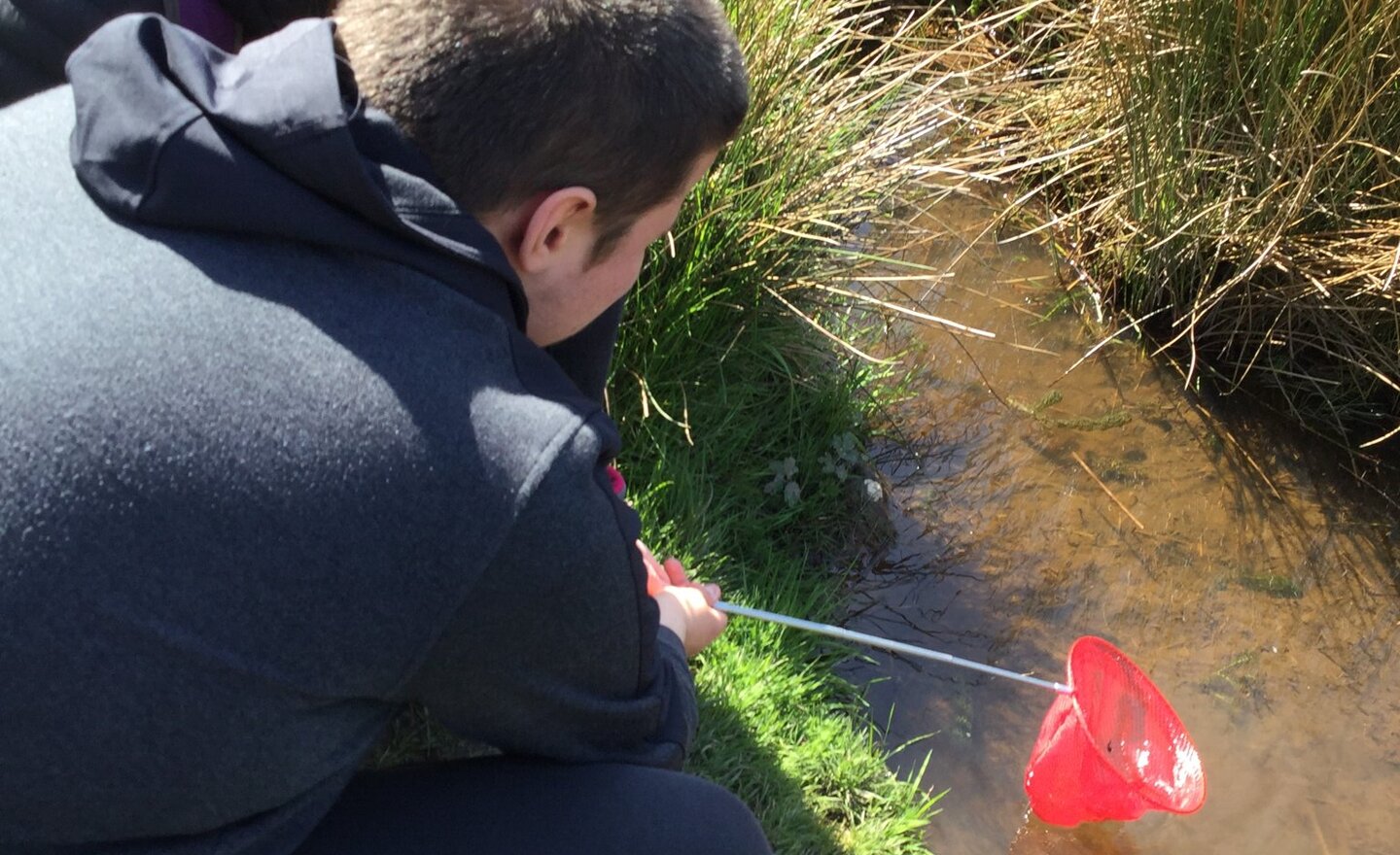 Image of Pond Dipping